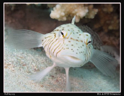 Face to face with a Speckled sandperch (Parapercis hexoph... by Bea & Stef Primatesta 